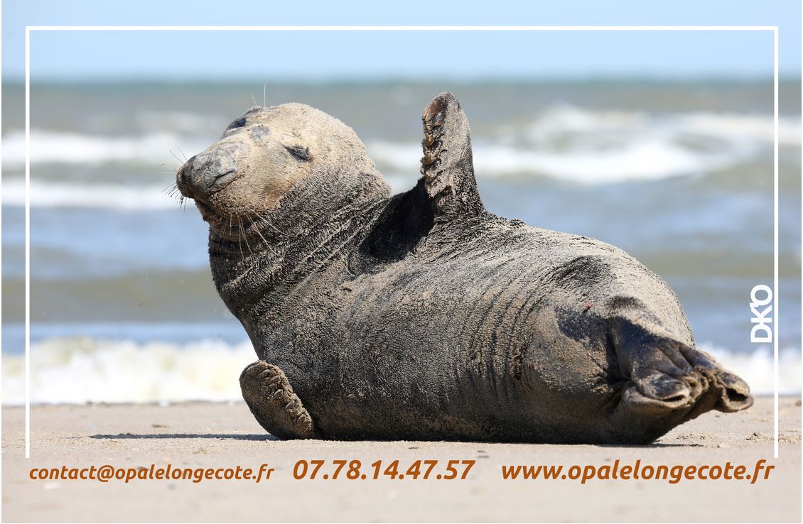 Rentrée Opale Longe Cote 2020 | 2021